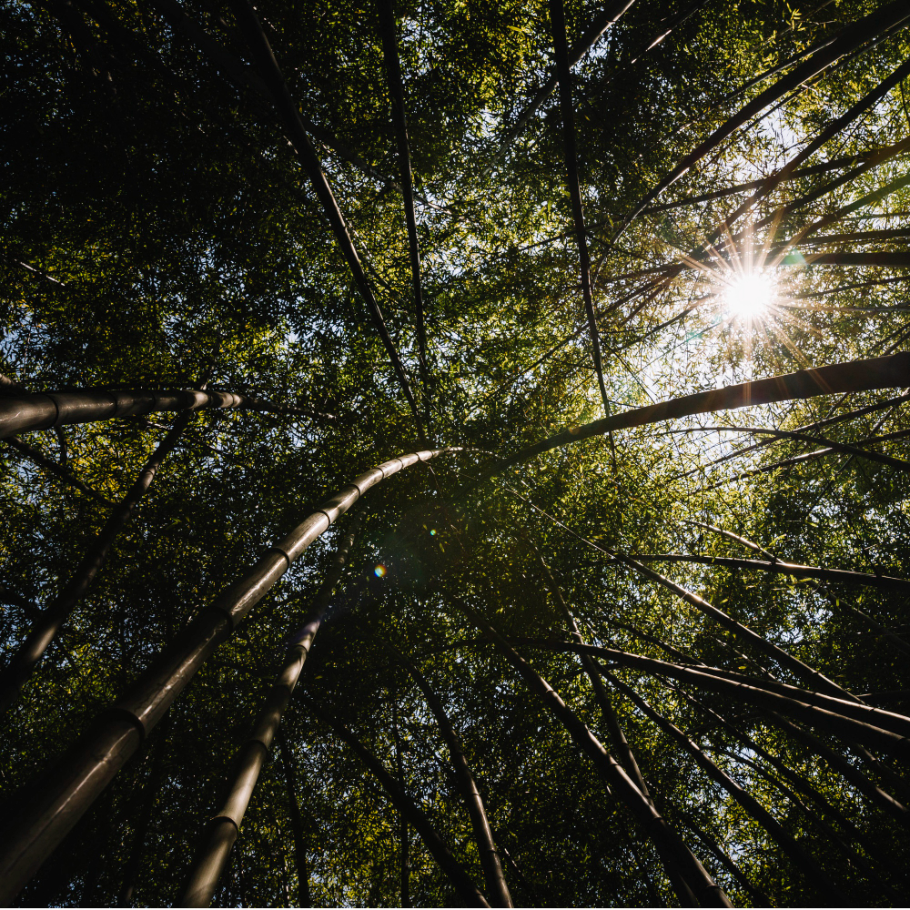 rewilding